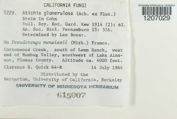 Seuratia millardetii image