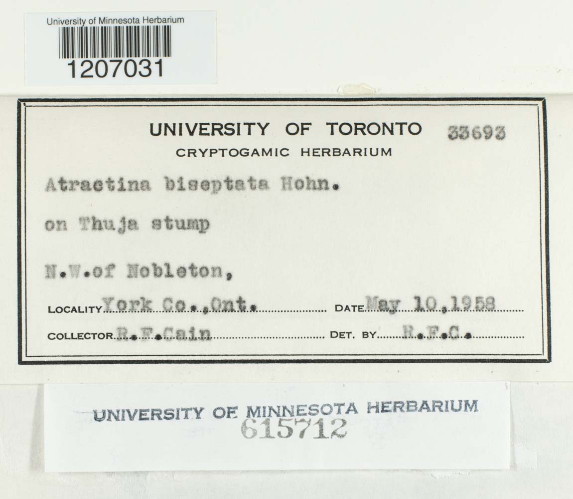 Atractina biseptata image