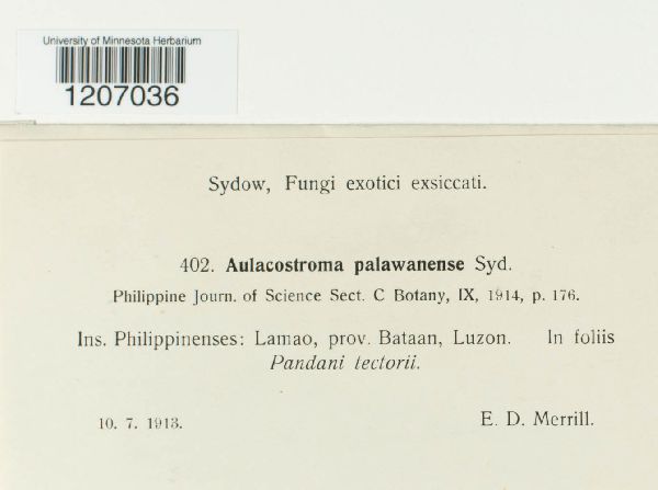 Aulacostroma palawanense image