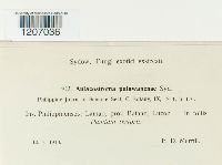 Image of Aulacostroma palawanense