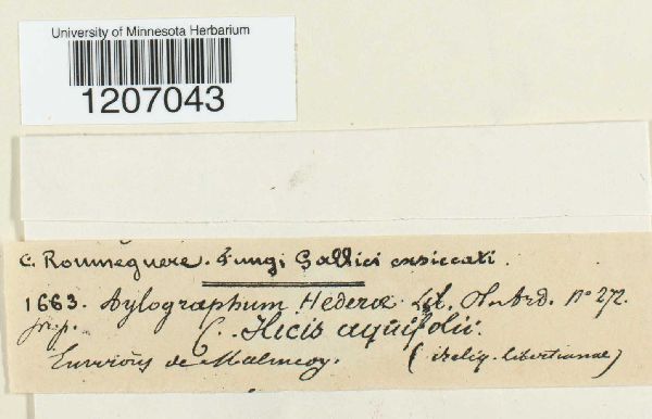 Aulographum hederae image