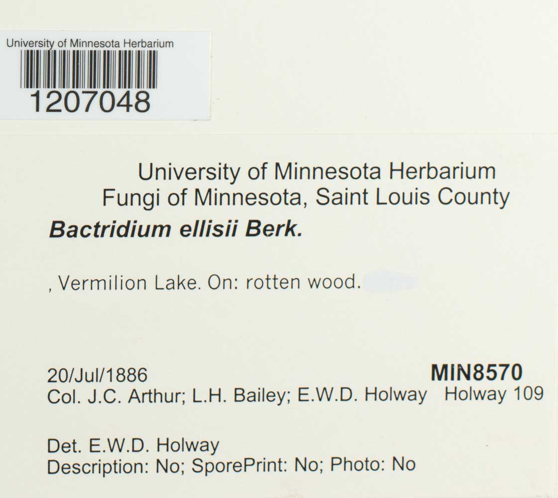 Bactridium ellisii image