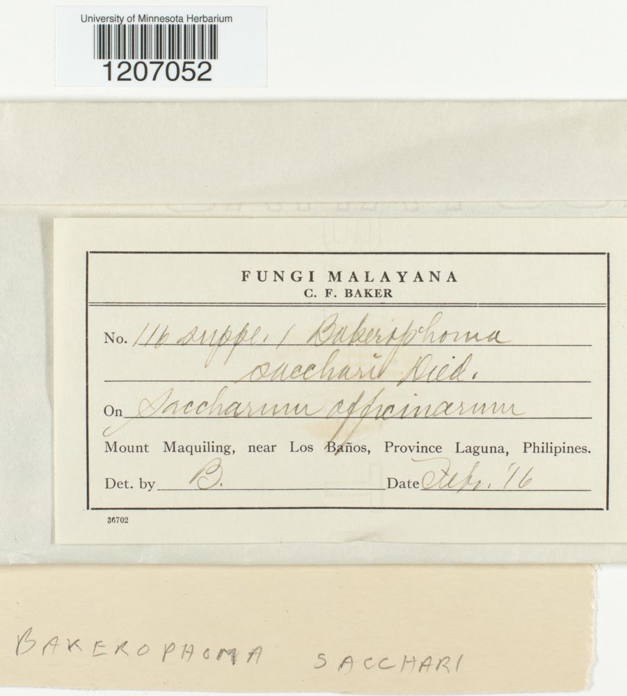 Bakerophoma sacchari image