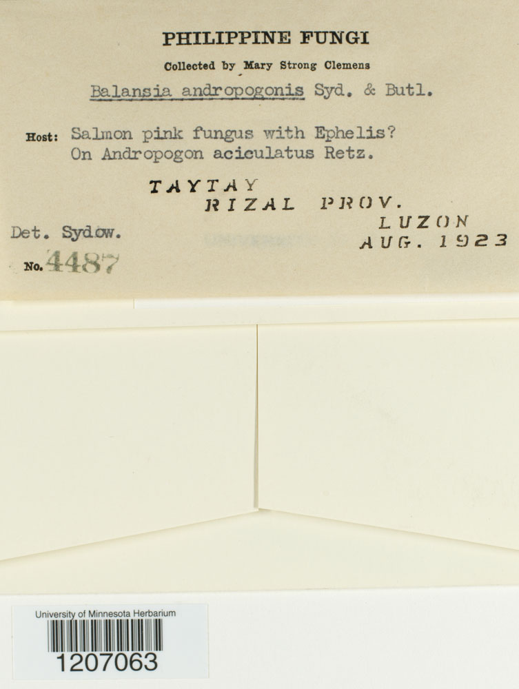 Balansia andropogonis image