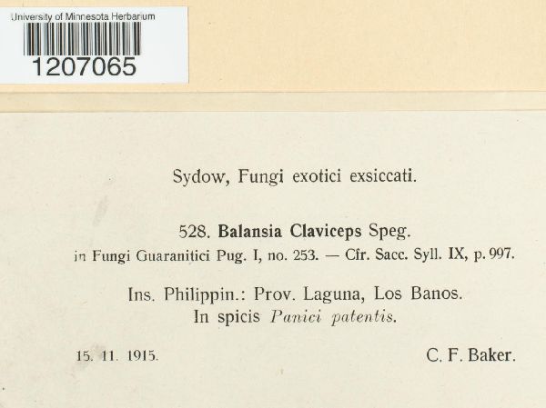 Balansia claviceps image