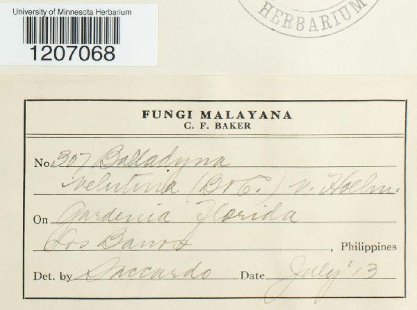 Balladyna velutina image