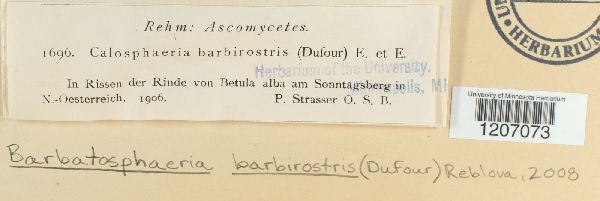 Barbatosphaeria barbirostris image