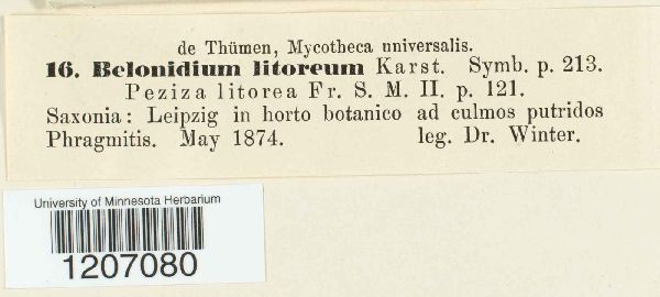 Belonidium litoreum image