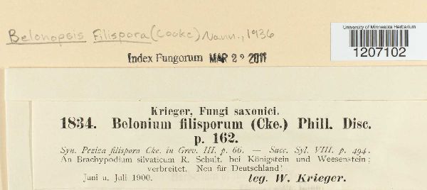 Belonopsis filispora image
