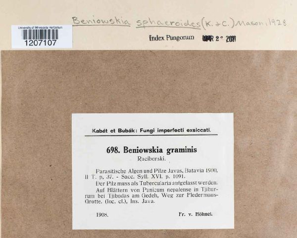 Beniowskia sphaeroidea image