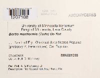 Media resource of Bertia moriformis