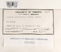 Bertia moriformis image