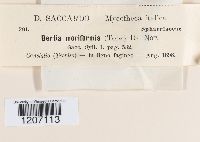 Bertia moriformis image