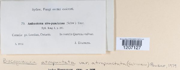 Biscogniauxia atropunctata var. atropunctata image
