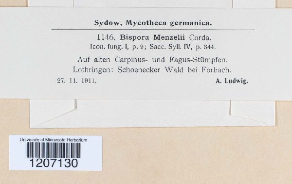 Bispora menzelii image