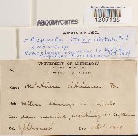 Bisporella citrina image