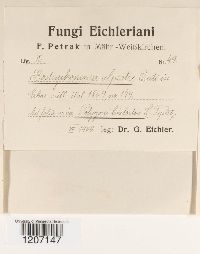 Bostrichonema alpestre image