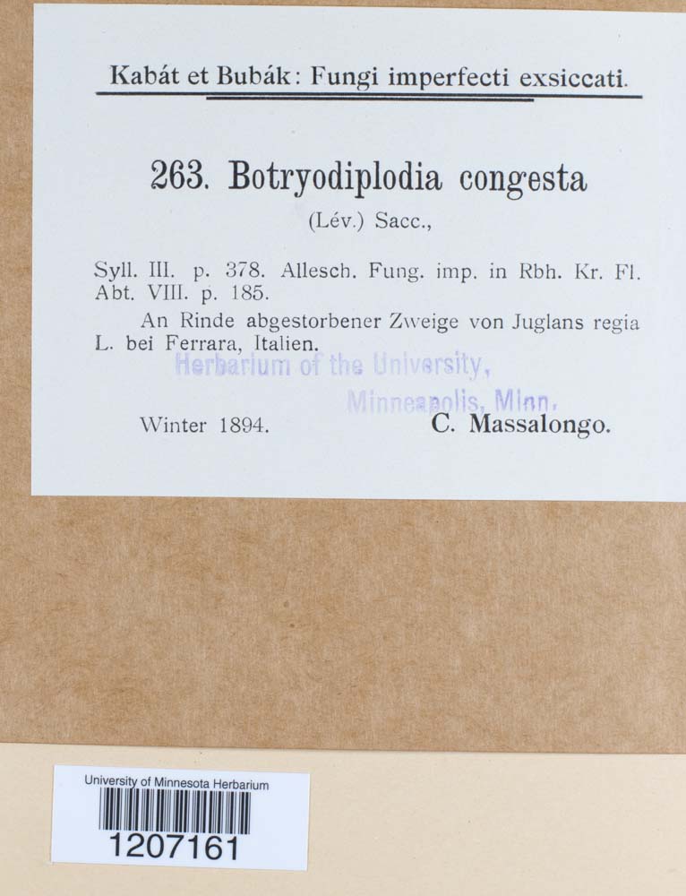 Botryodiplodia congesta image