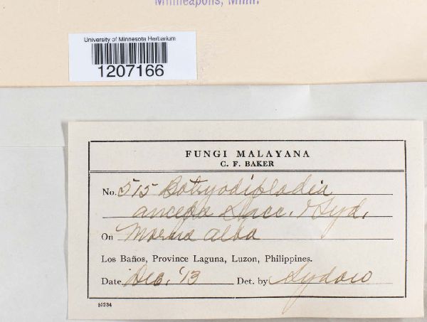 Botryodiplodia anceps image