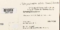 Botryosphaeria obtusa image