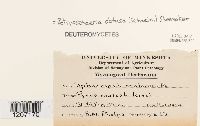Botryosphaeria obtusa image