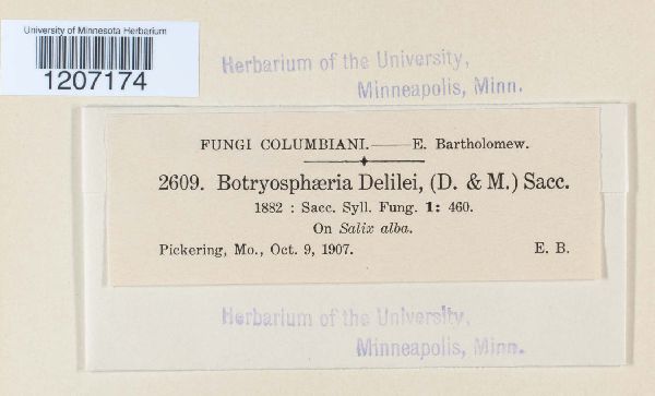 Botryosphaeria delilei image