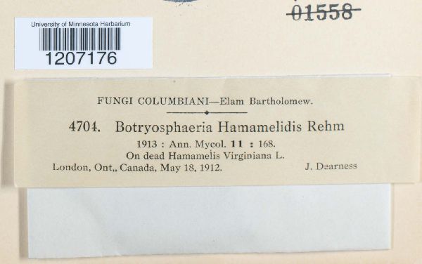 Botryosphaeria hamamelidis image