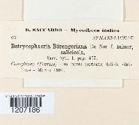 Botryosphaeria berengeriana image