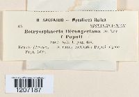 Botryosphaeria berengeriana image