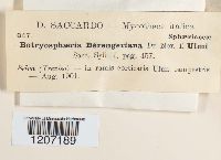 Botryosphaeria berengeriana image