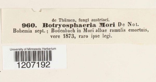 Botryosphaeria moricola image