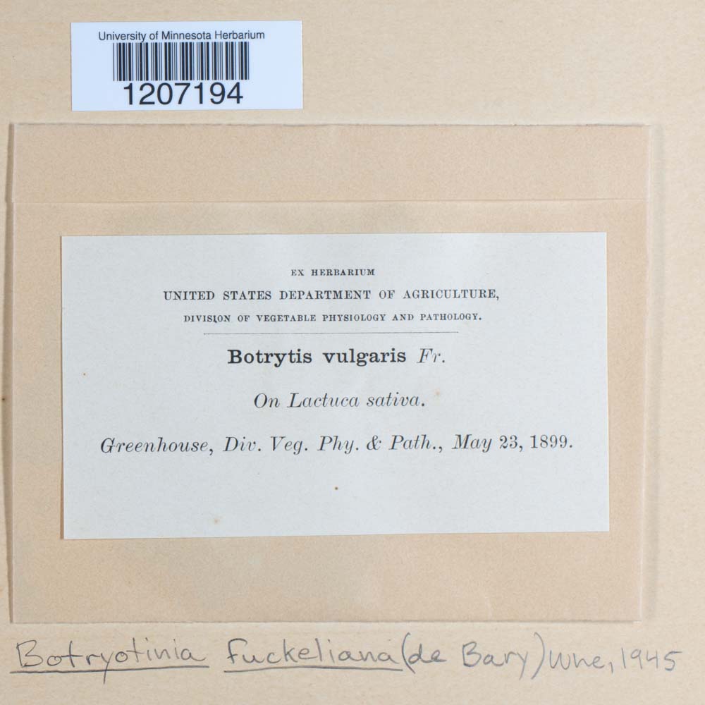 Botryotinia fuckeliana image