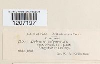 Botryotinia fuckeliana image