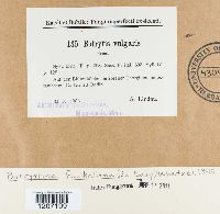 Botryotinia fuckeliana image