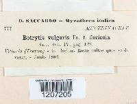 Botryotinia fuckeliana image