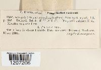 Botryotinia fuckeliana image