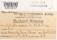 Botryotinia convoluta image