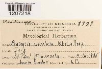 Botryotinia convoluta image