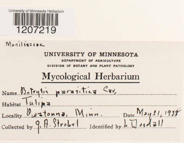 Botrytis parasitica image