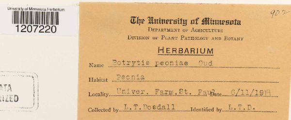 Botrytis paeoniae image