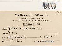 Botrytis paeoniae image