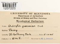 Botrytis paeoniae image