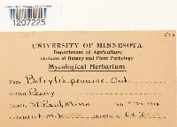 Botrytis paeoniae image