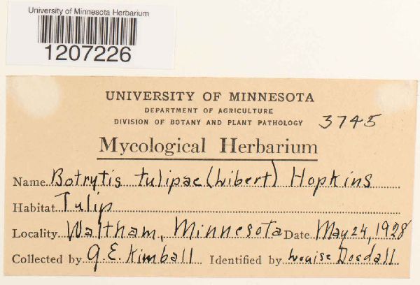 Botrytis tulipae image