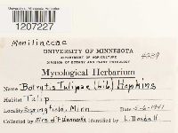 Botrytis tulipae image