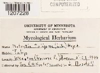 Botrytis tulipae image