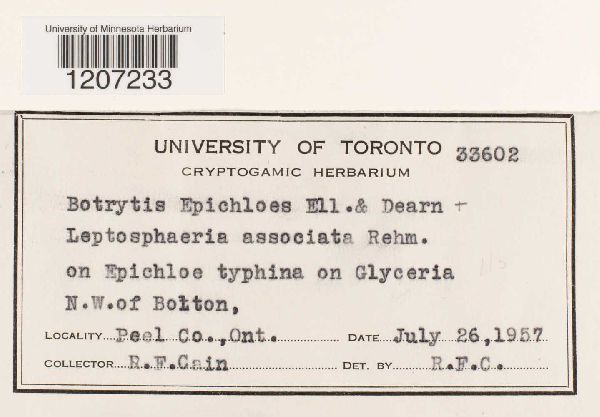 Botrytis epichloes image