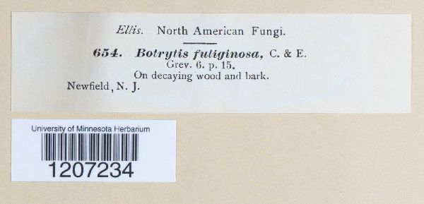 Botrytis fuliginosa image