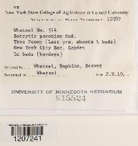 Botrytis paeoniae image