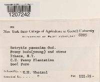 Botrytis paeoniae image